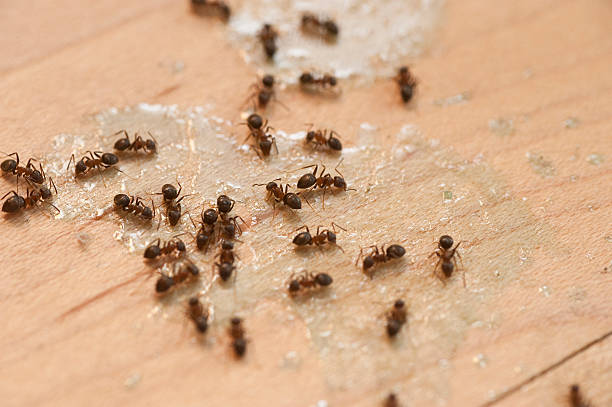 Best Pest Removal Services  in Portola, CA